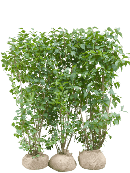 Syren - fuldvoksne hækplanter