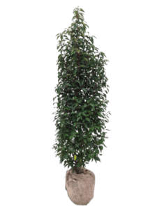 Angustfolia Prunus