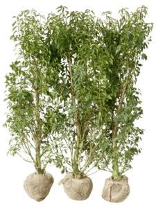 Angustifolia, herkules 13