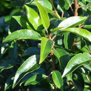 Augustifolia-1