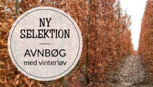 Avnbøg vinter premium