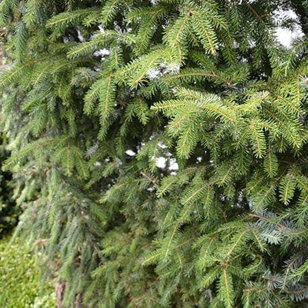 Picea omorika