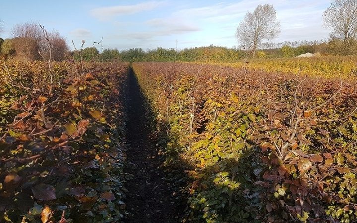 Rødbøg efterår