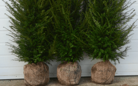 Taxus-baccata
