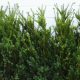 Taxus media Hillii