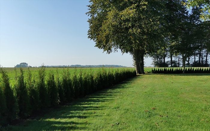 Thuja Smaragd