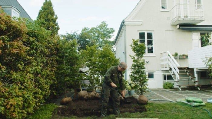 Bøgehæk fra prima færdig hæk