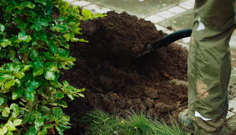 Planterende af jord til ligusterhæk