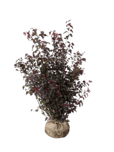 Blærespiræa-LadyInRed-busk-125-150cm-400×533