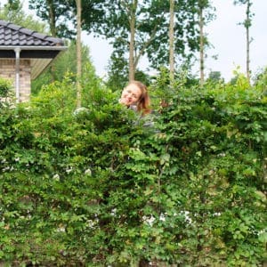 Bøgehæk færdighæk