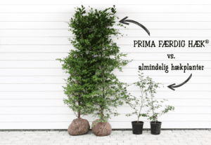 PRIMA FÆRDIG HÆK i bøg vs. almindelig hækplanter