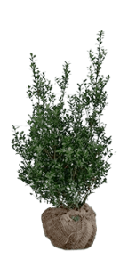 Ilex-Carolineupright-andre