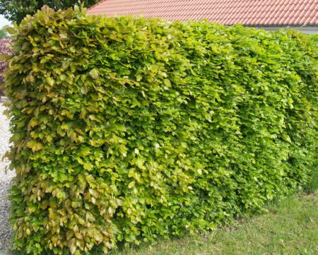 Bøgehæk plantet som færdighæk hos en kunde