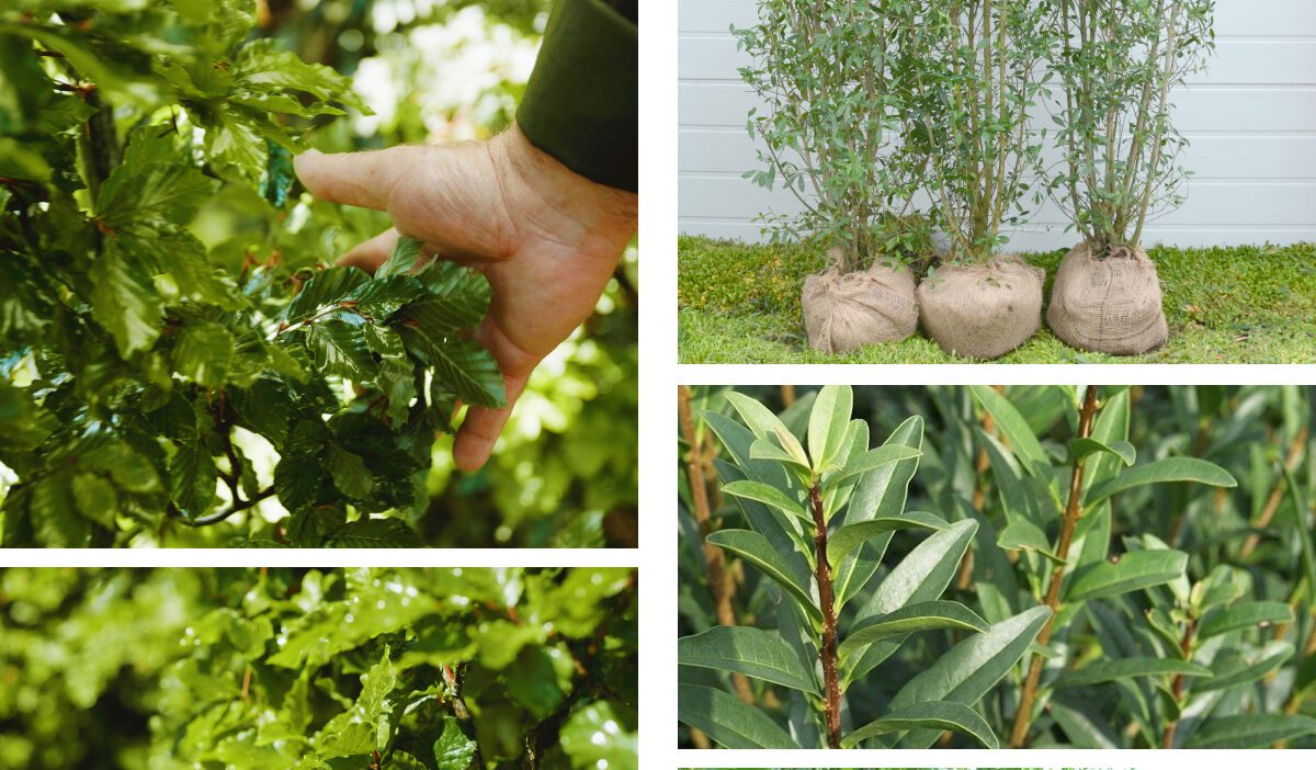 Forskellene mellem bøg og ligusterhæk