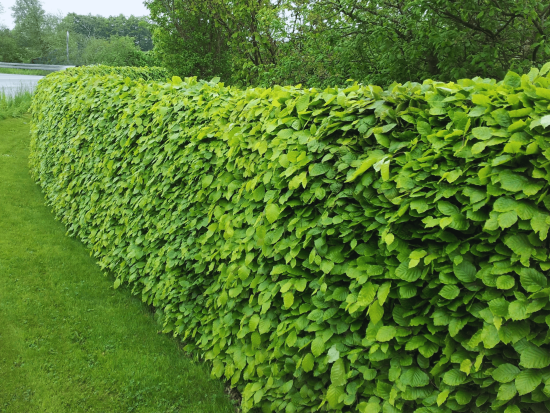 Bøg - Fagus